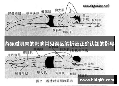 游泳对肌肉的影响常见误区解析及正确认知的指导 游泳对肌肉的影响常见误区解析及正确认知的指导